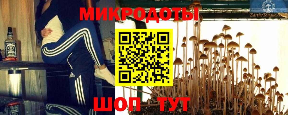 Псилоцибиновые грибы Psilocybe Отрадное